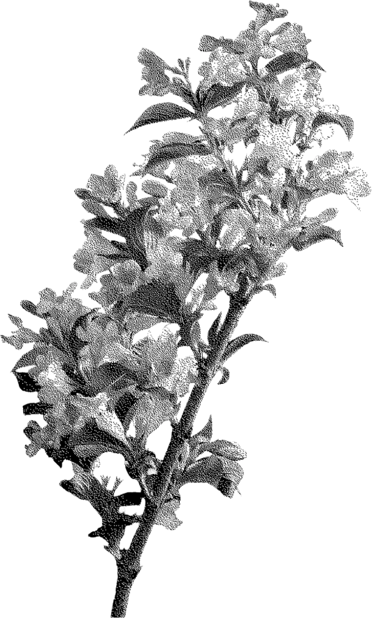 Black and white botanical flower illustration with halftone texture.