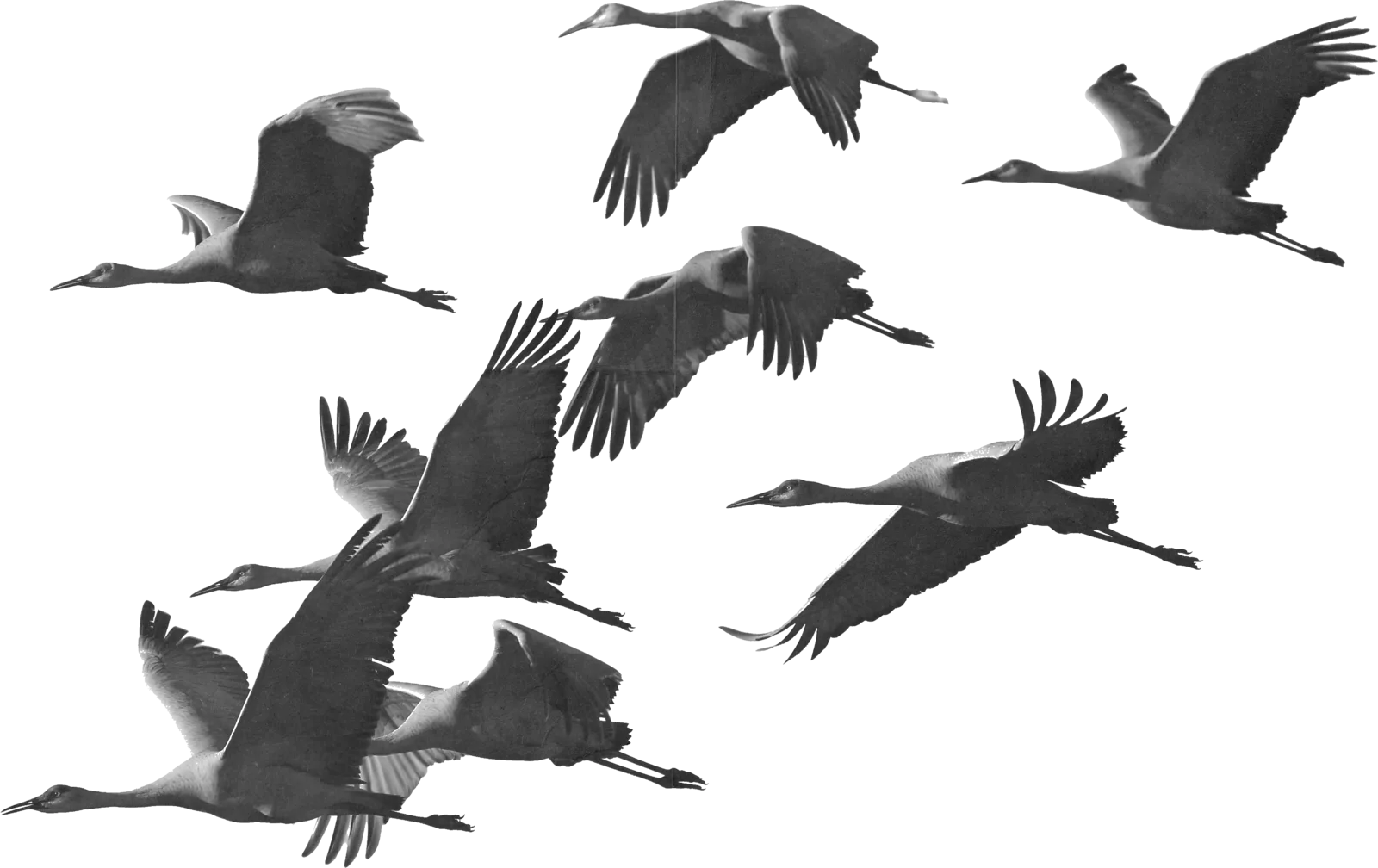 A flock of cranes flying with wings spread wide in various positions against a transparent background.