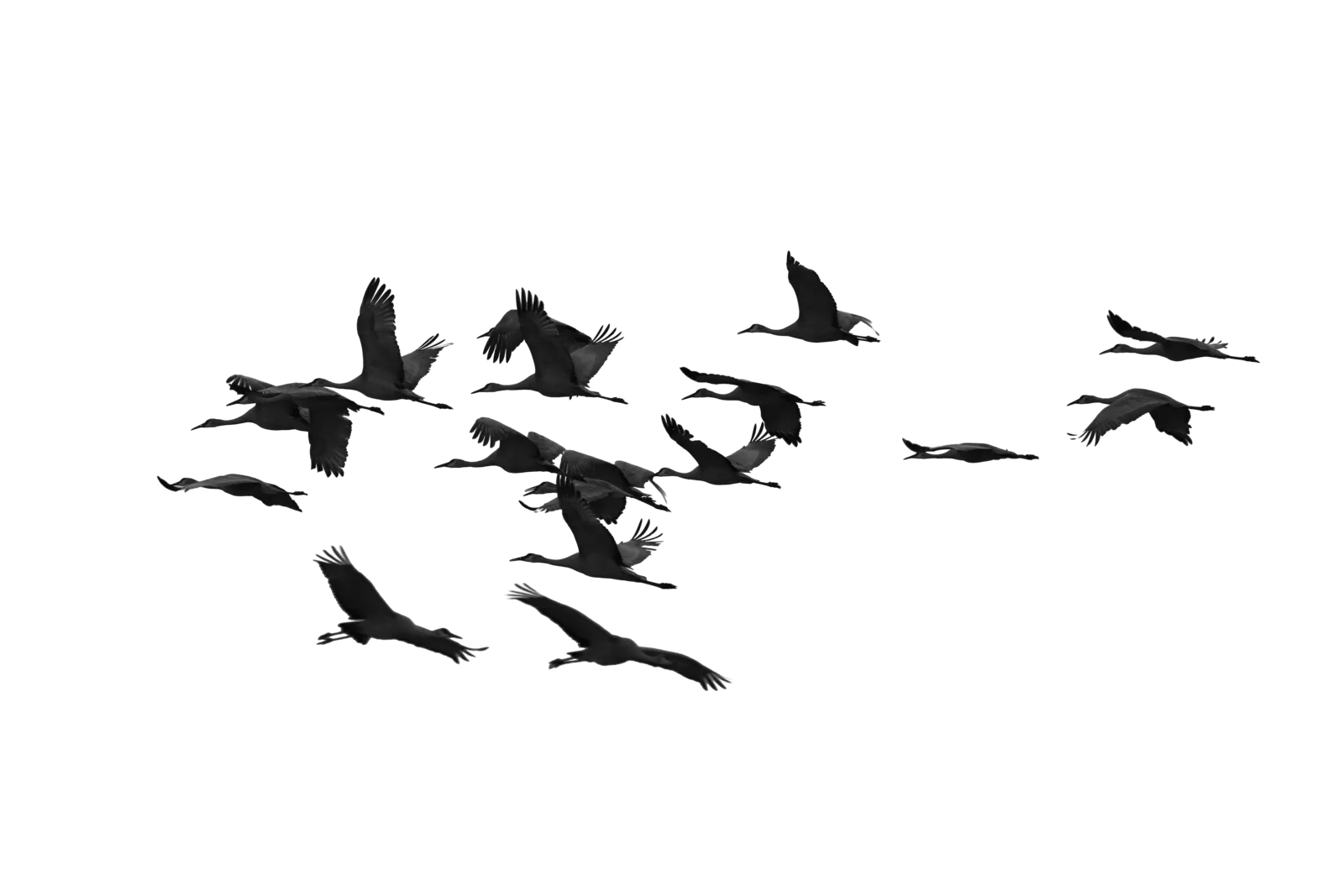 Black and white photograph of a large flock of cranes soaring in formation.