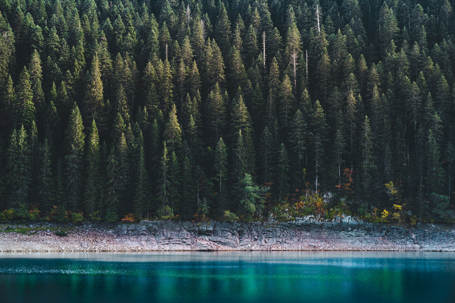 Lake or pond surrounded by trees