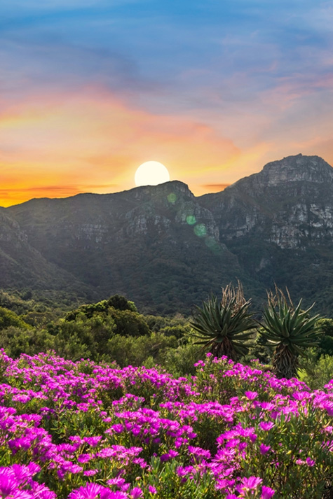 Kirstenbosch
