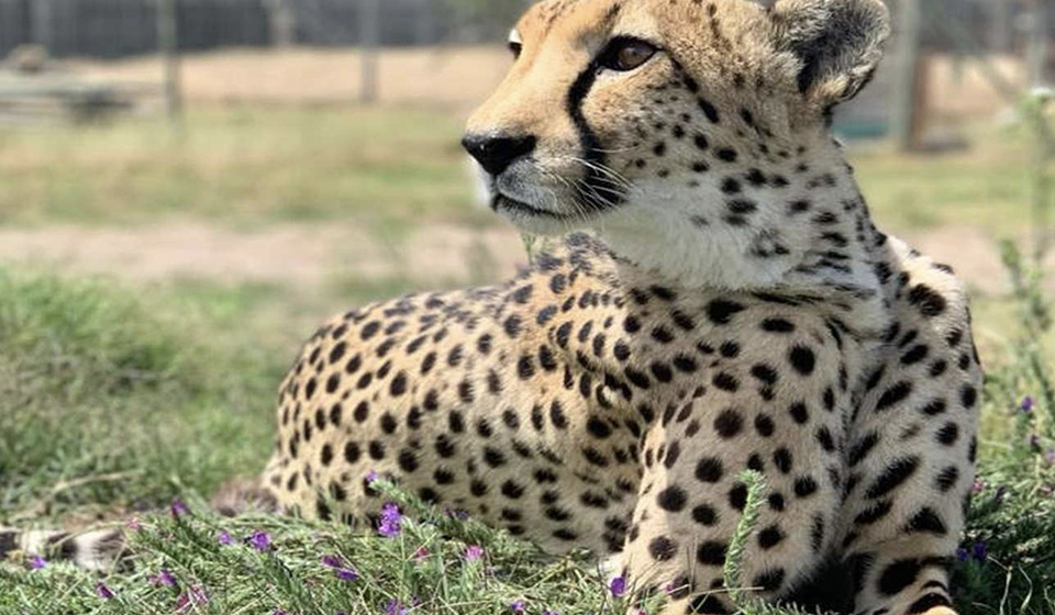 Cheetah Outreach