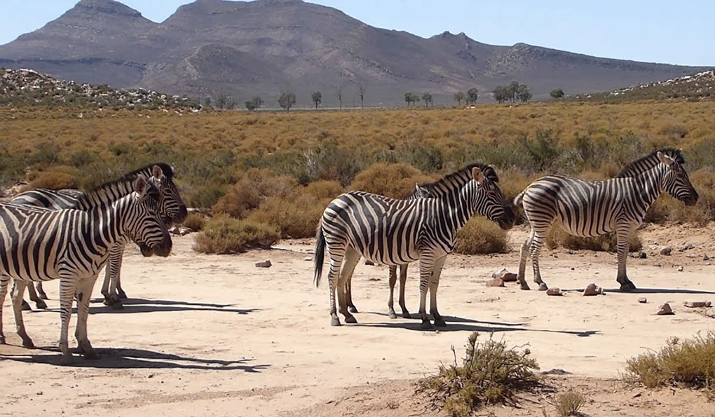 Game Drive