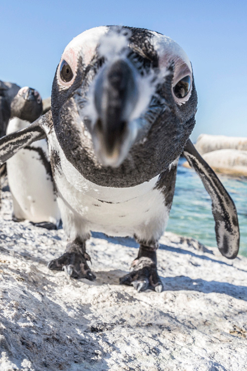 Penguin