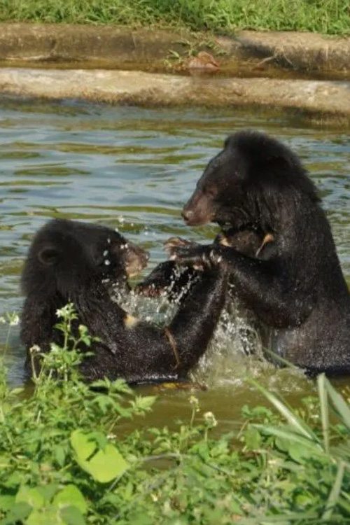 Bear Sanctuary