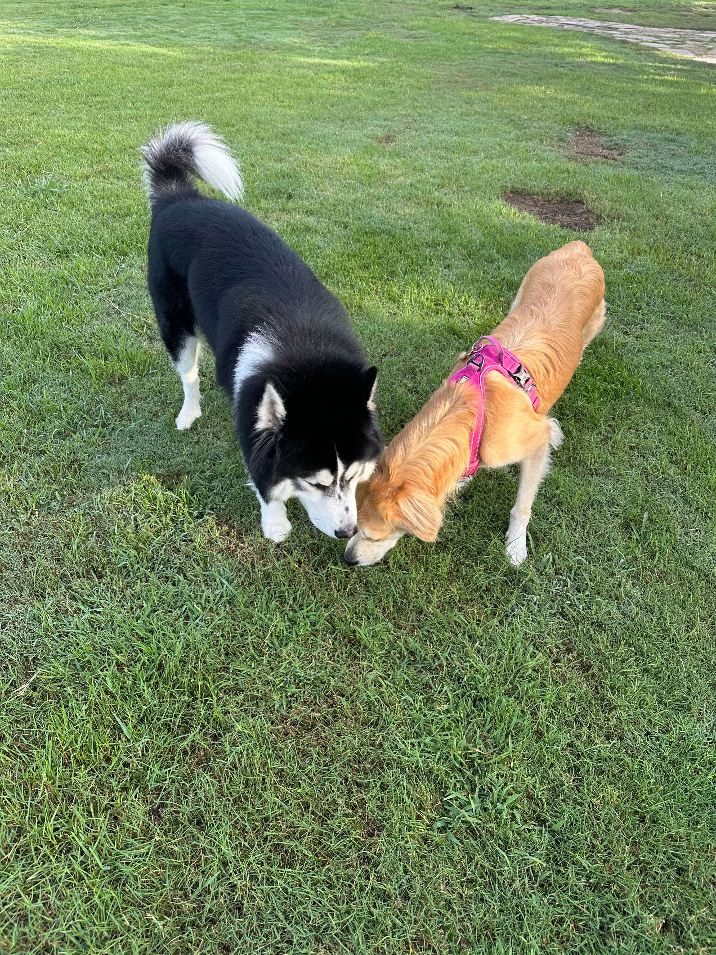 A husky and retriever together on the grass