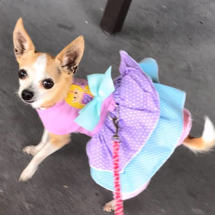 Real fitness member feedback showcased on Fit Body Boot Camp Arizona website