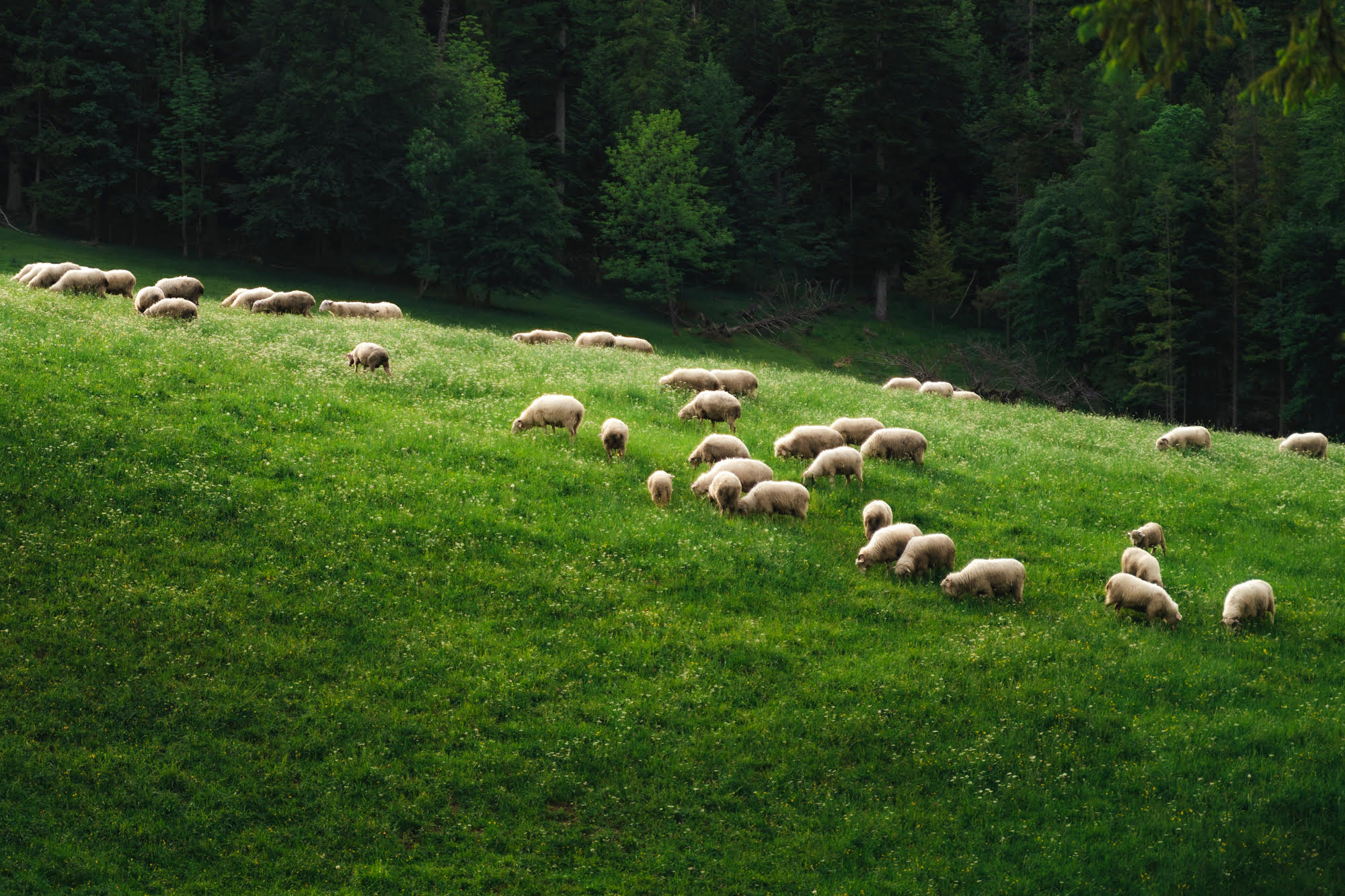 Flock of sheep grazing on a green hillside beside a forest