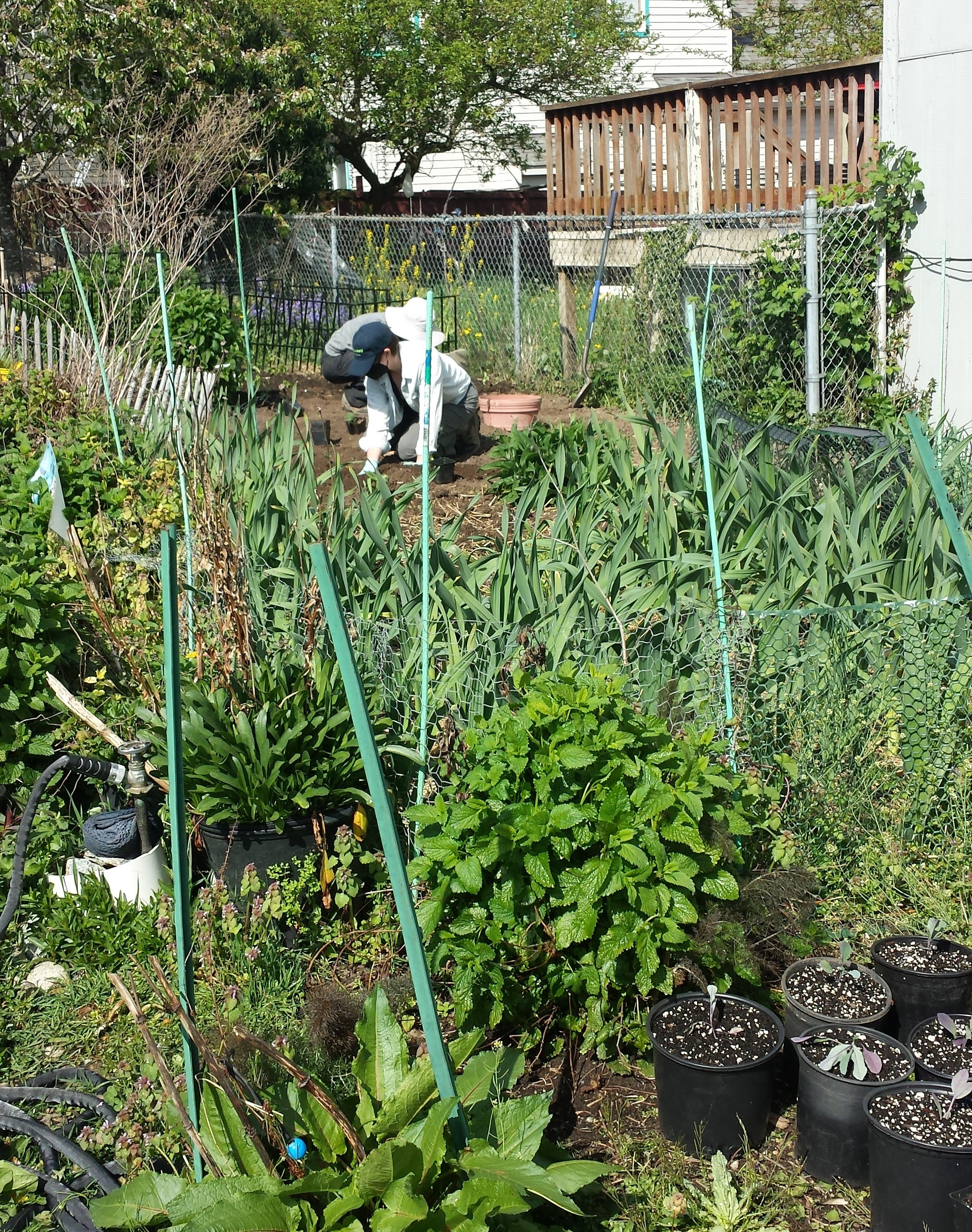 In the background, a volunteer is kneeling on the ground working the soil with their hands. In the foreground, there are many green plants on the farm that are different heights, shapes, and shades of green..