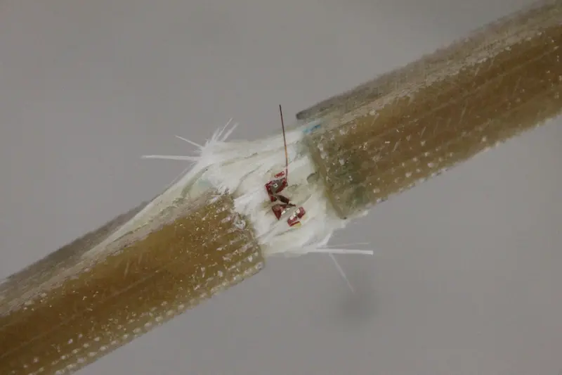 Zeer gedetailleerde close-up van een beschadigde vezeloptische kabel met blootliggende glasvezeldraden en kleine elektronische componenten in het midden.