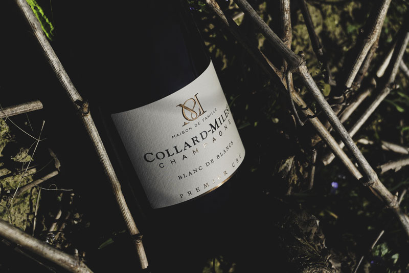 Bouteille de Champagne Collard-Milesi Premier Cru dans les vignes