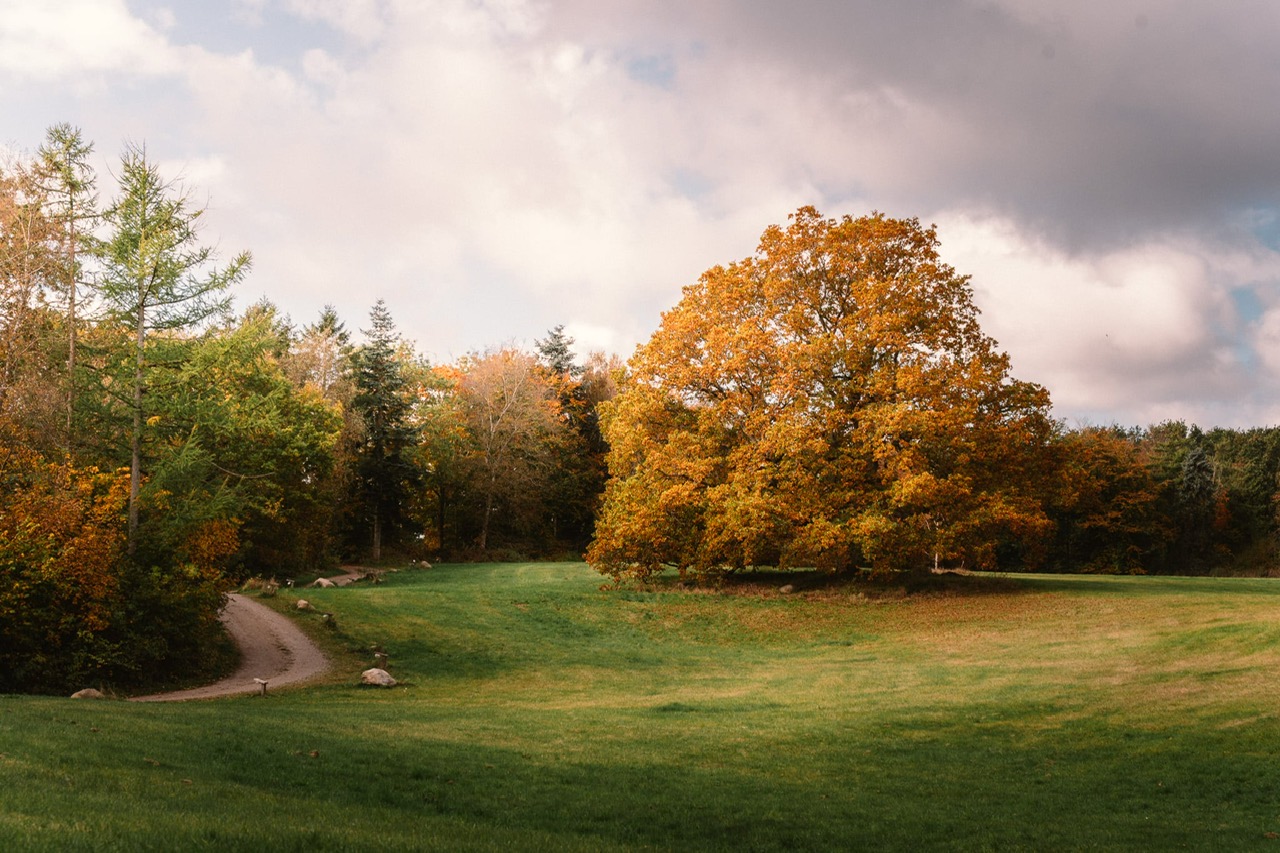 Smuk natur på Parnas om efteråret. Stort flot træ med efterårsfarver.
