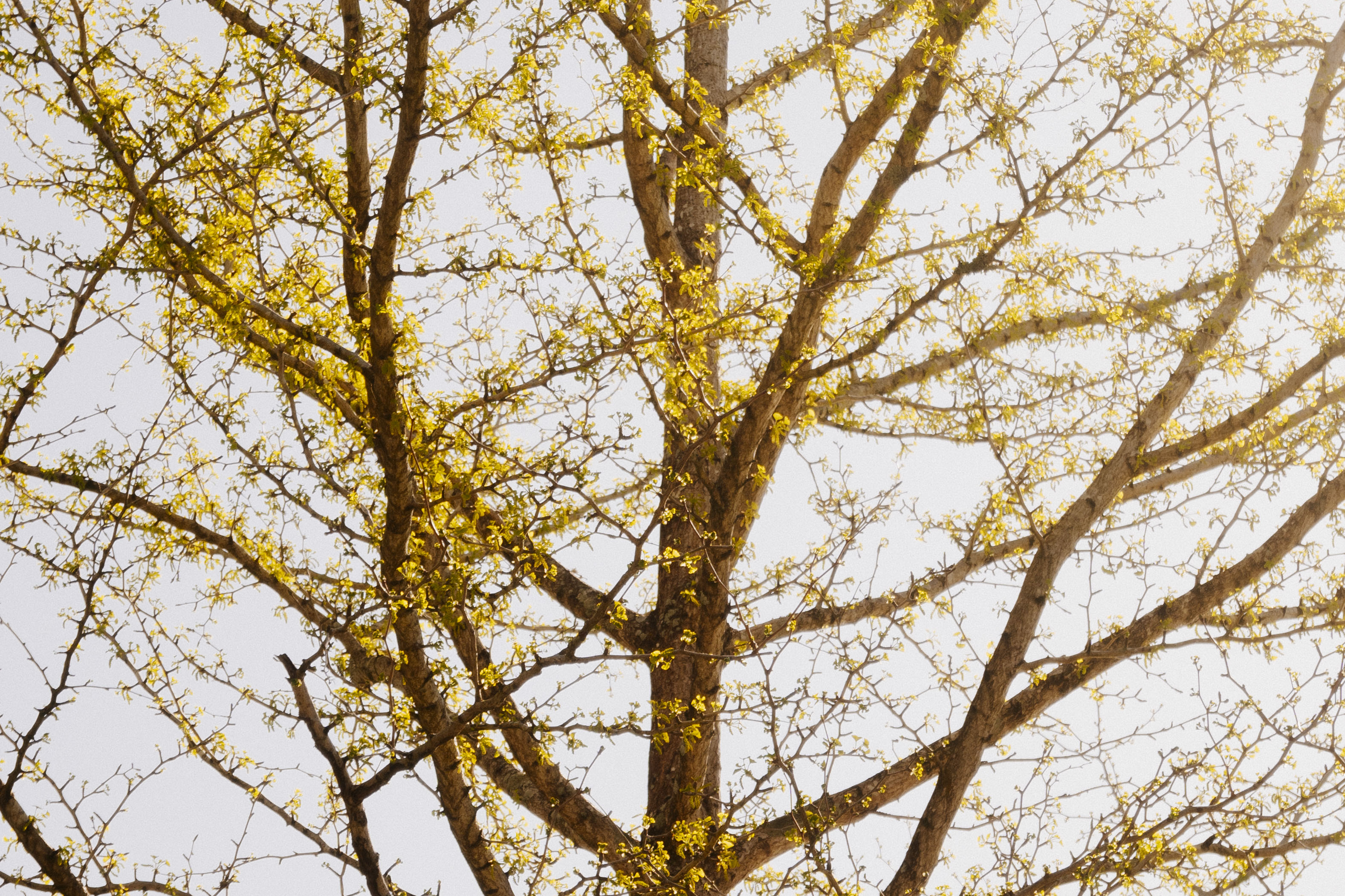 new zealand tree