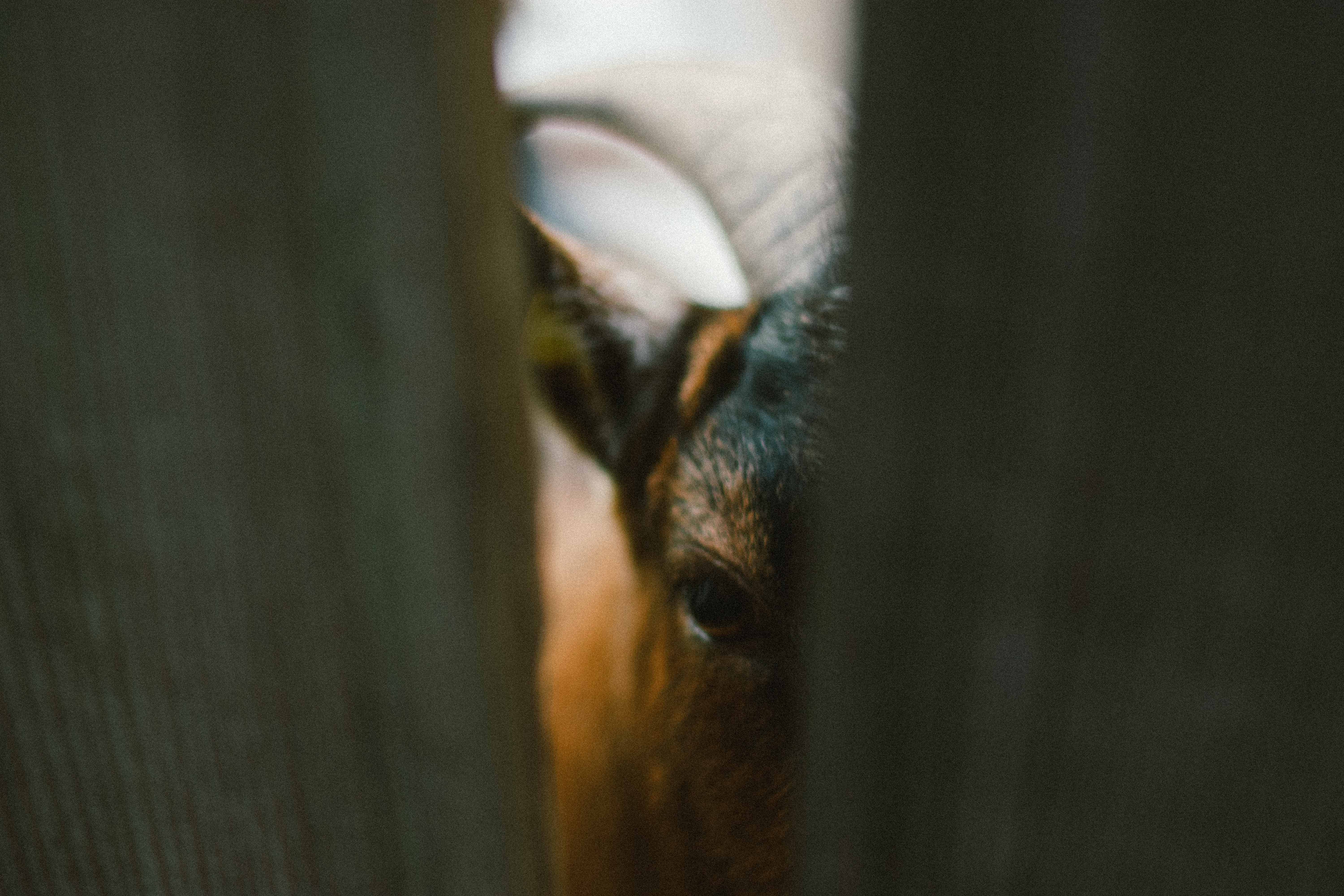 animal