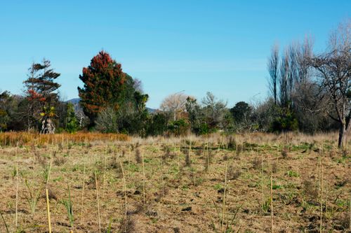 christchurch planting action day