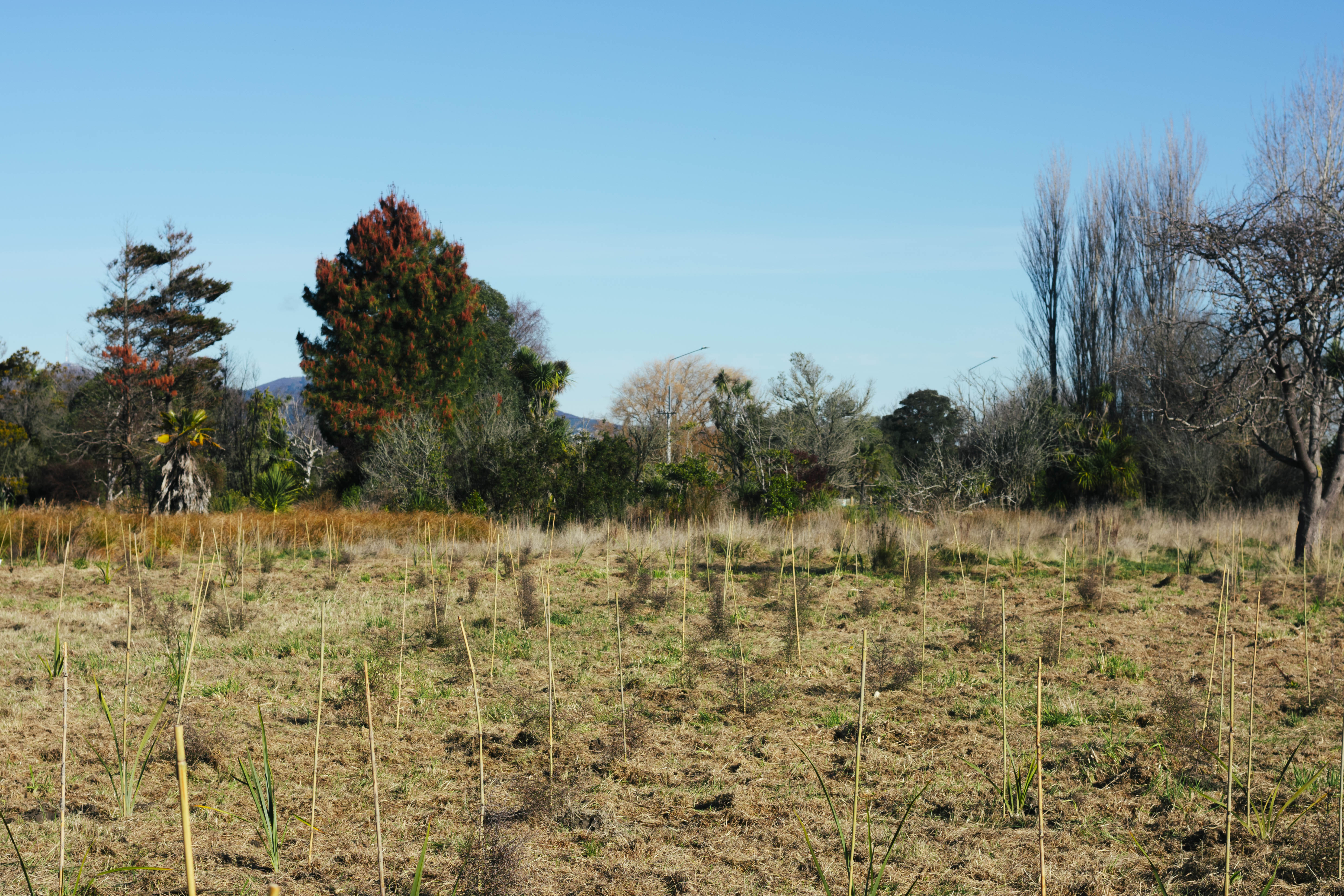 christchurch planting action day