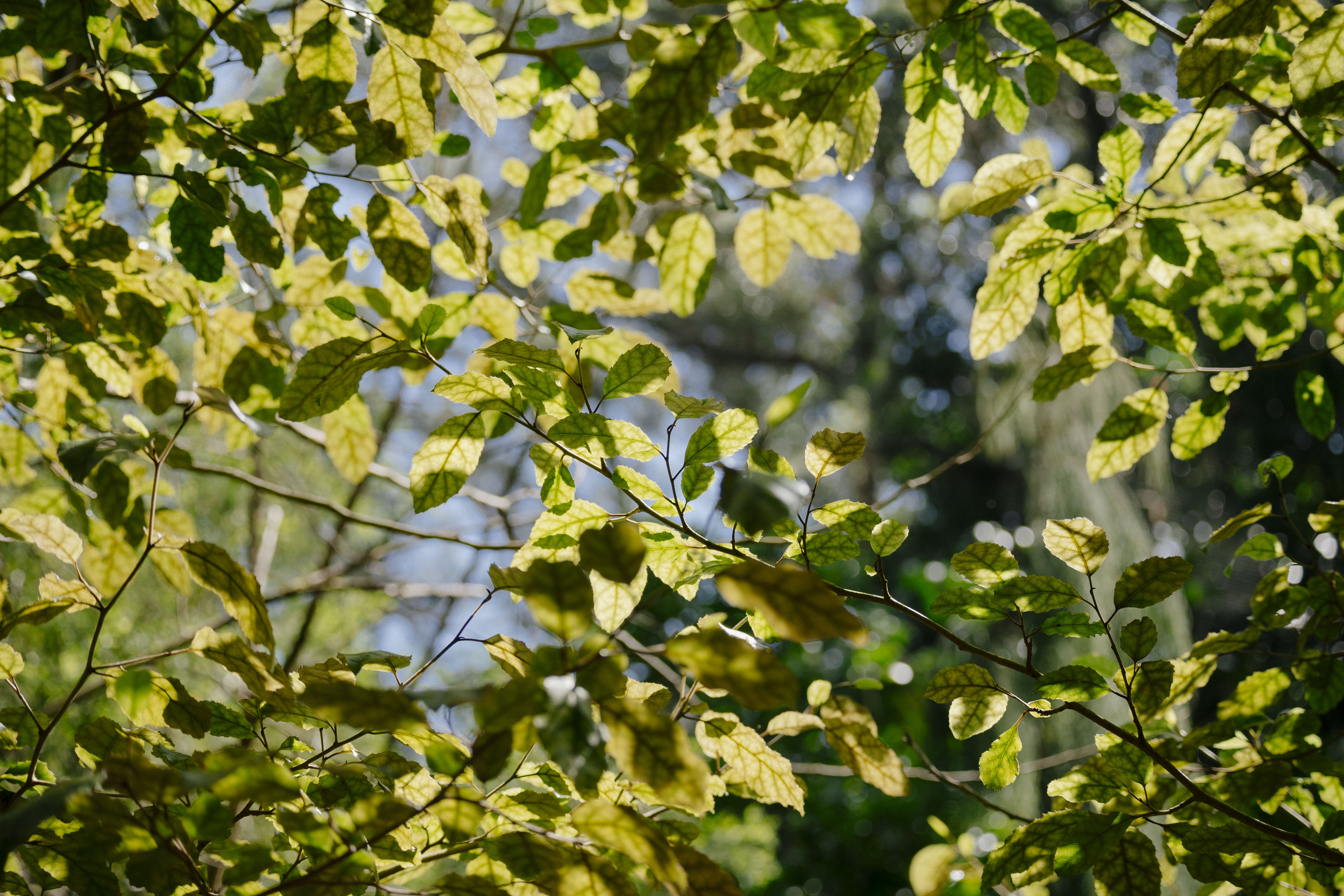 leaves