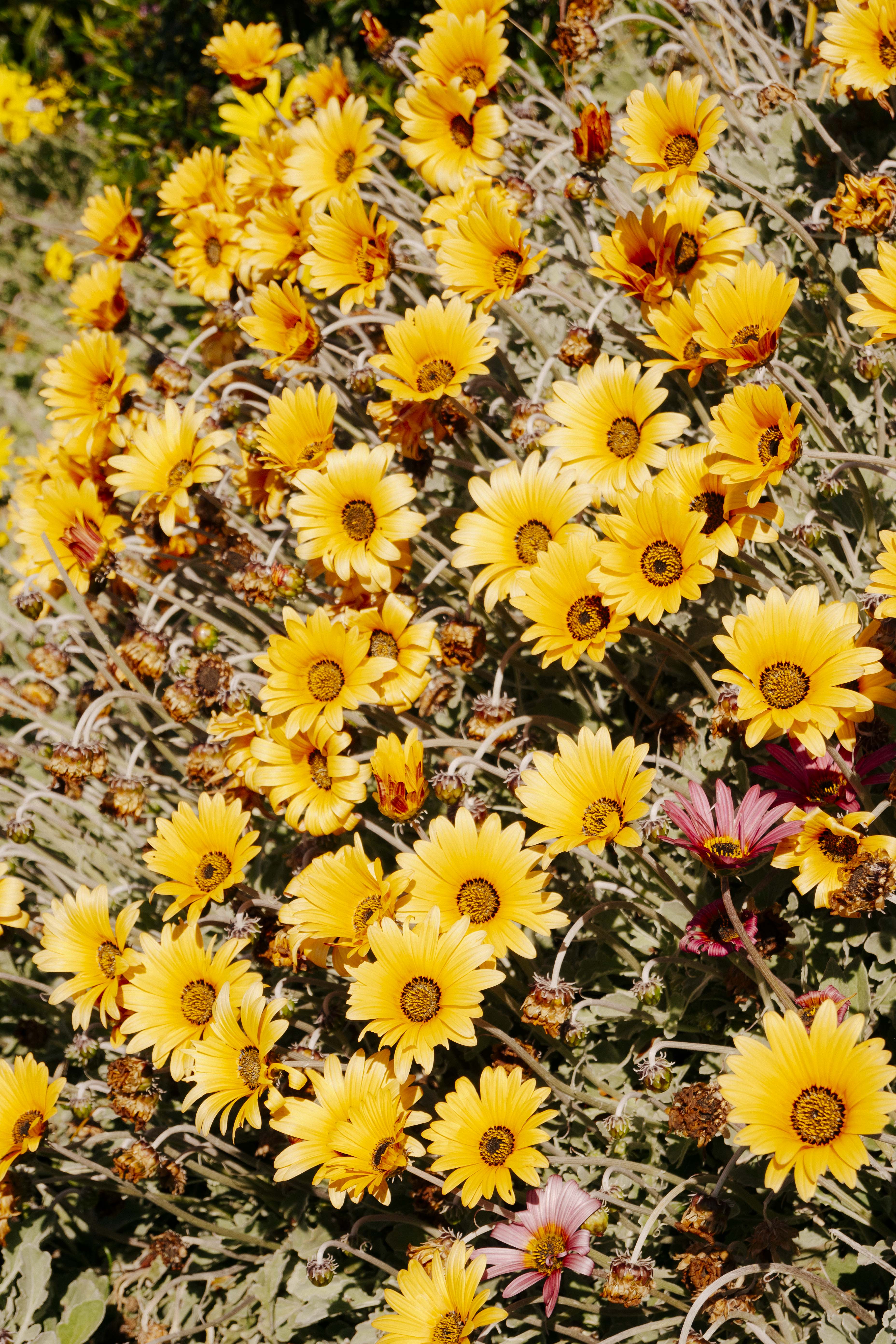 flowers