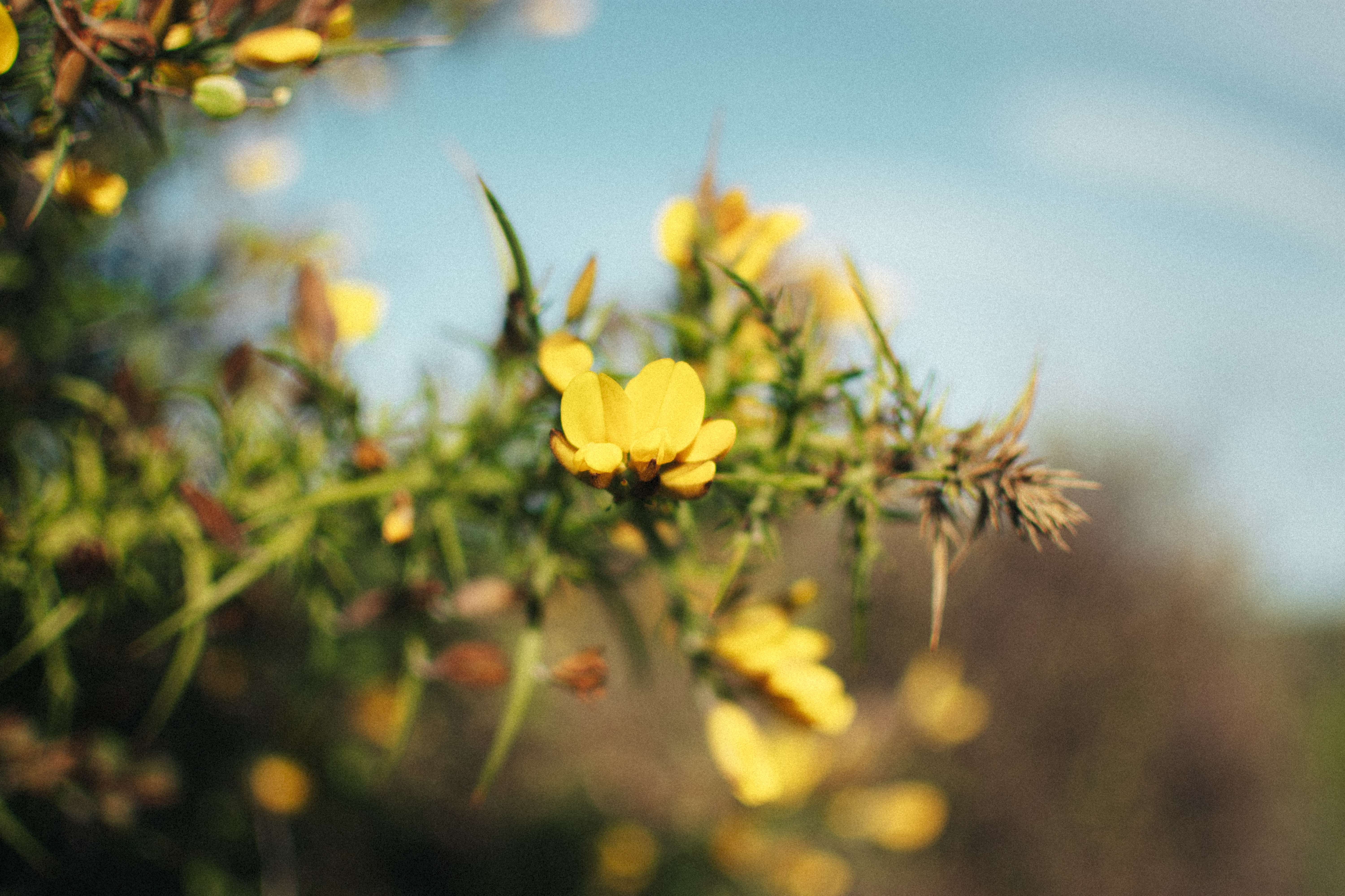 flowers