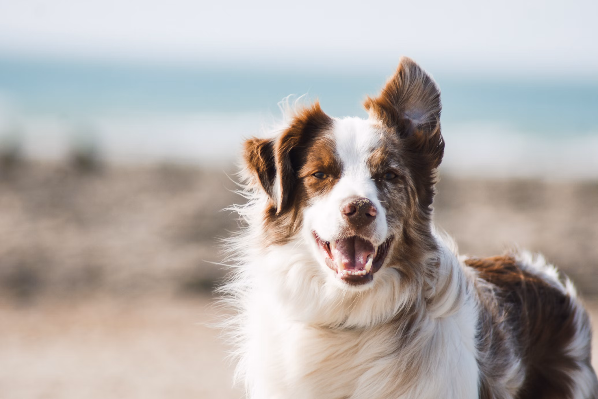 Infinity Technologies in PetTech case study