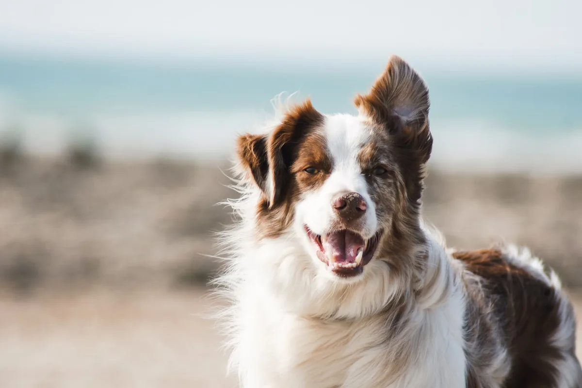 Infinity Technologies in PetTech case study