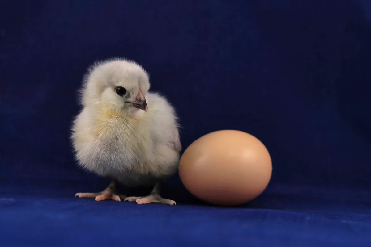 Smarter Hatching: How Predictive Modeling Transforms Poultry Incubation