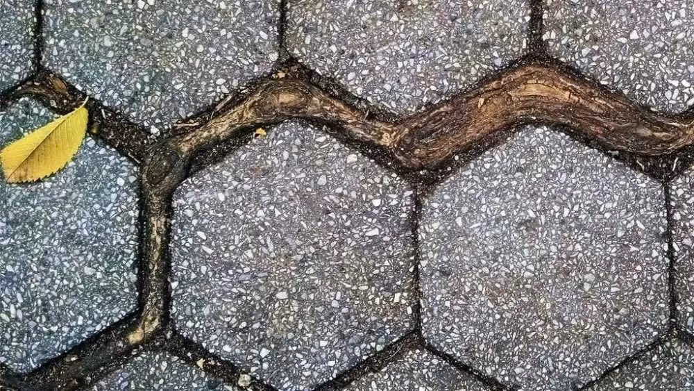 Close up of a roo winding through hexagonal paving stones