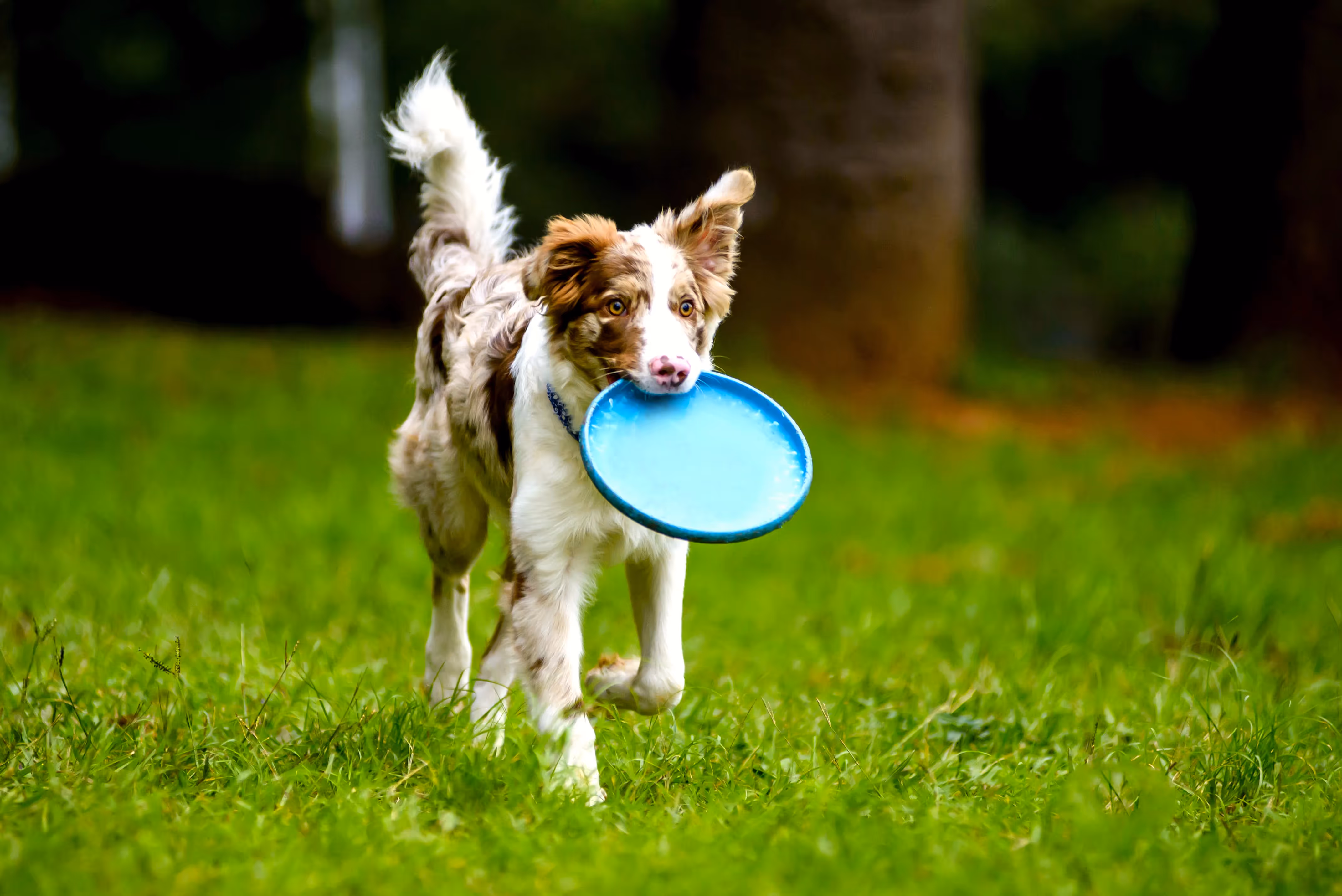 dog running with toy stock image