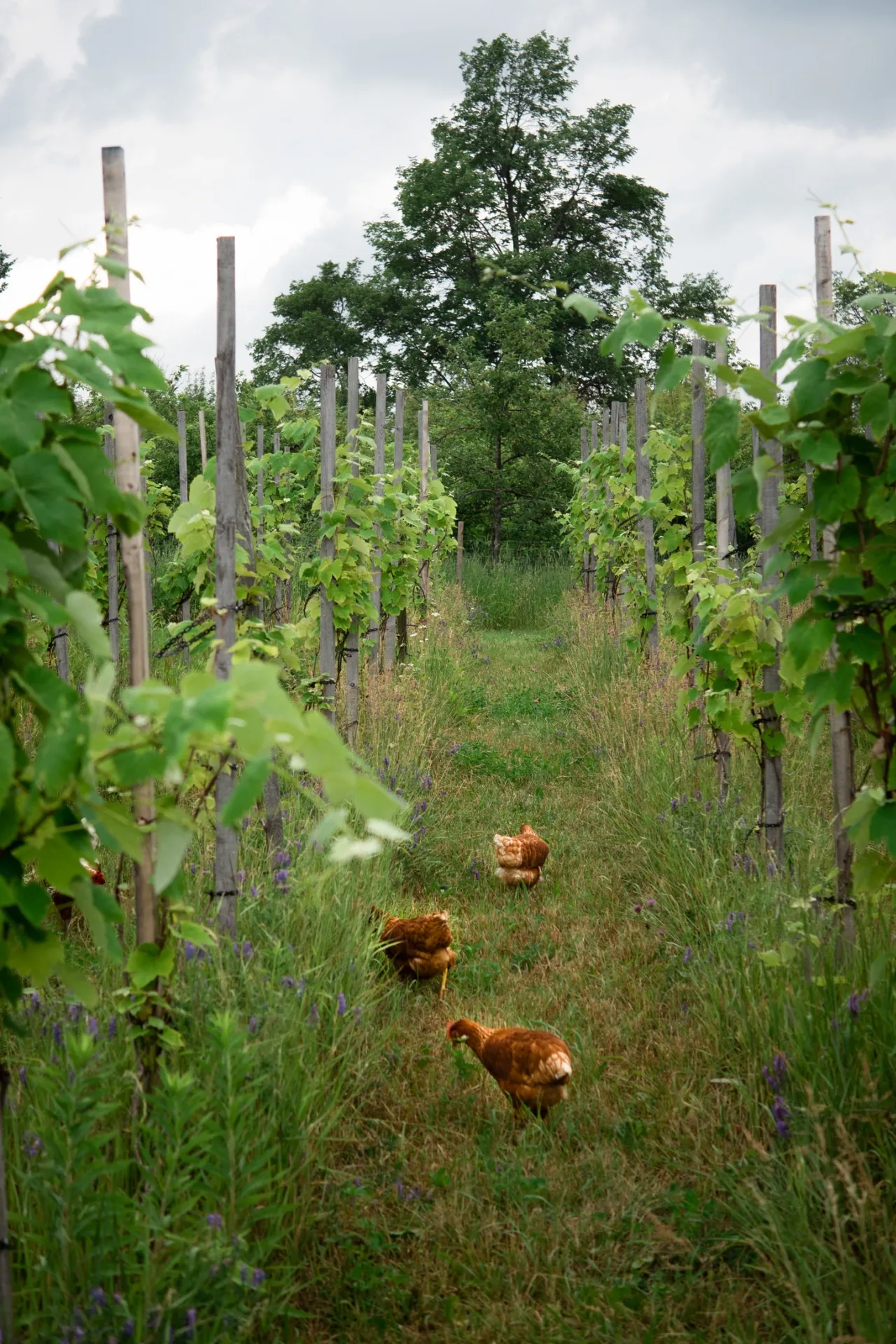 Poules en liberté entre les rangées de vignes du Clos Saragnat dans les Cantons-de-l'Est