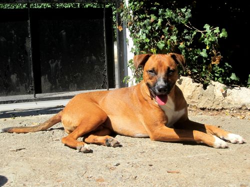 Un superbe chien roux prend le soleil. Daiou, c'est vraiment le plus beau !