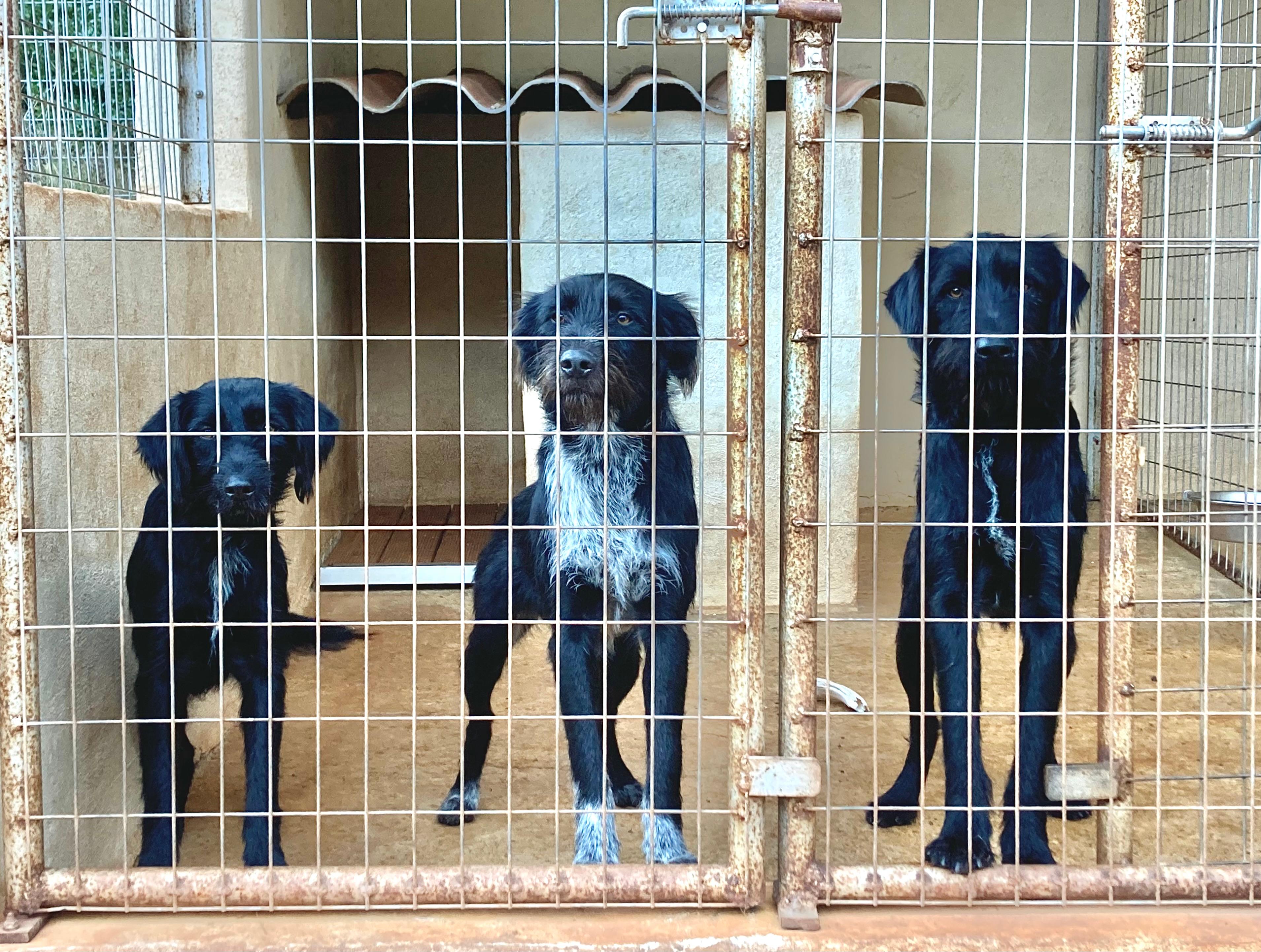 trois chiens noirs dans un box, adoptables via l'APAVH dans l'Hérault