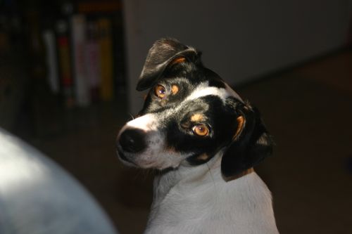 Un petit chien tricolore regarde l'objectif avec les yeux doux