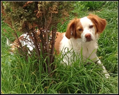 Chien perdu roux et blanc