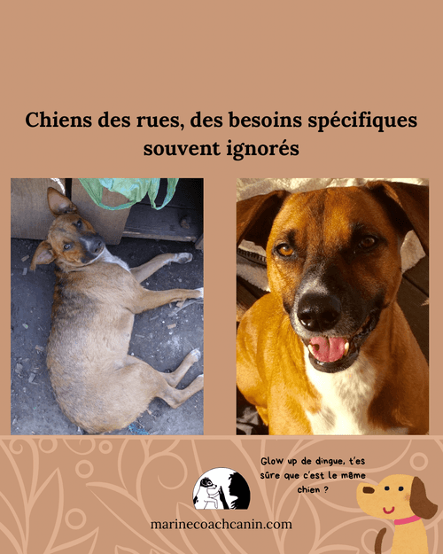 Mon chien roumain au refuge en Roumanie, puis chez moi après son adoption.
