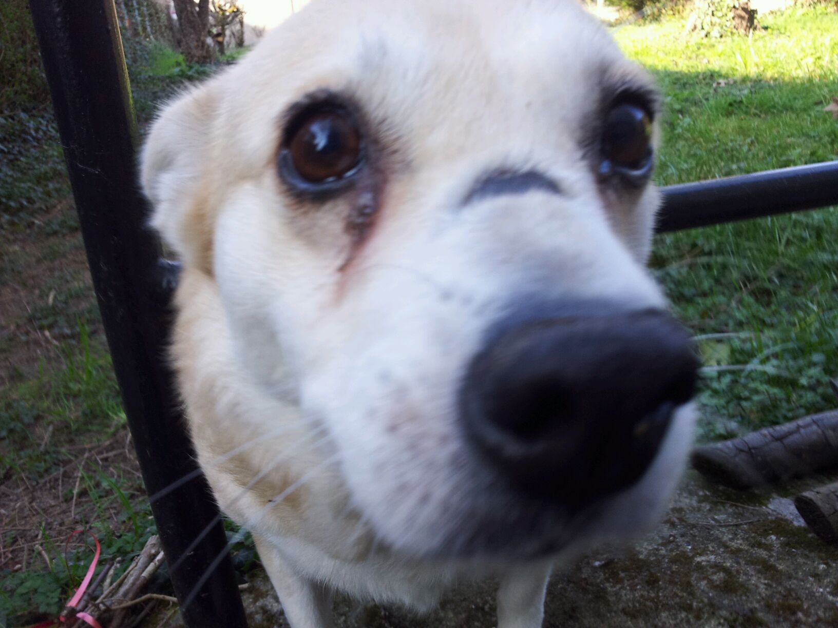 Chien roumain sable avec une grosse cicatrice sur le nez