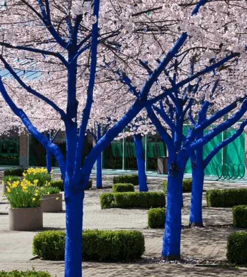 Blue Trees