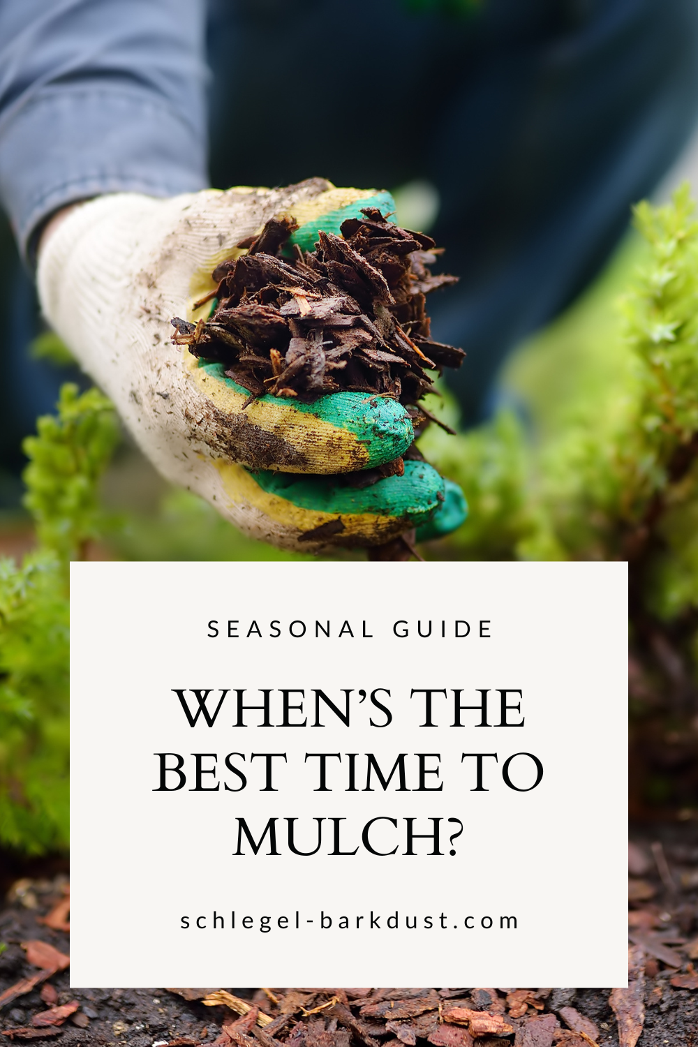 A gloved hand adding bark dust to a garden bed. Text overlay that reads "Seasonal Guide, When's the Best Time to Mulch".