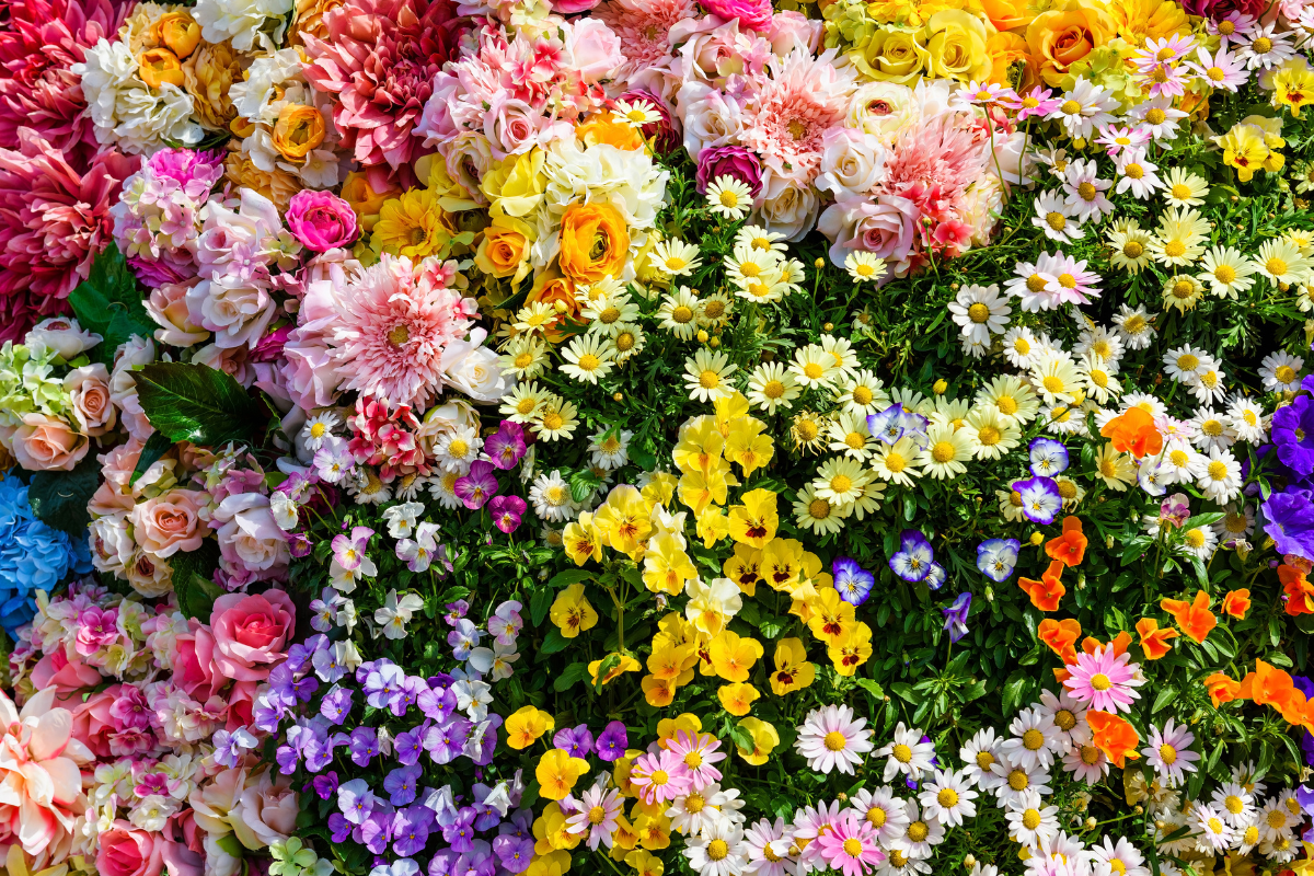An assortment of vibrantly colored flowers