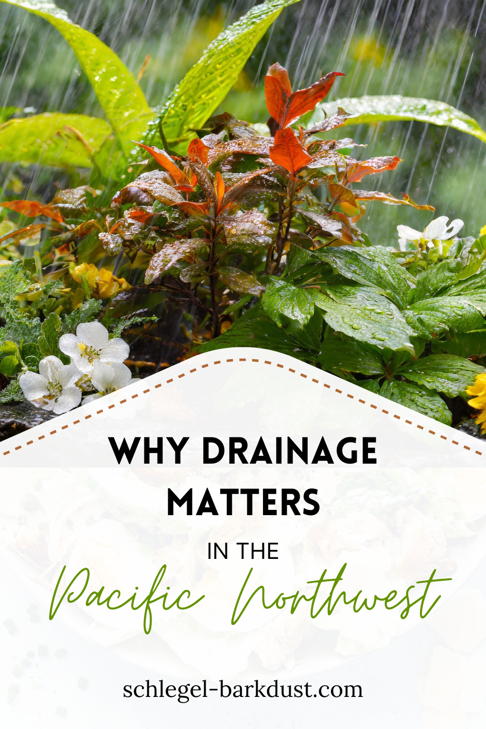 Close up of a flower garden in the rain. A text overlay that reads "Why Drainage Matters in the Pacific Northwest"