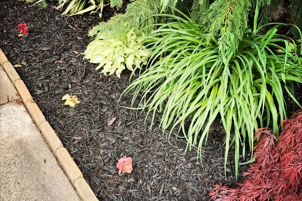 A freshly mulched garden bed filled with ornamental grasses and Japanese maple bushes
