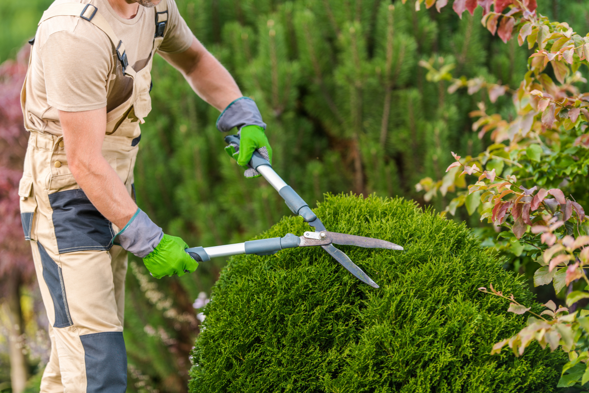 A man trimming a bush with garden shears