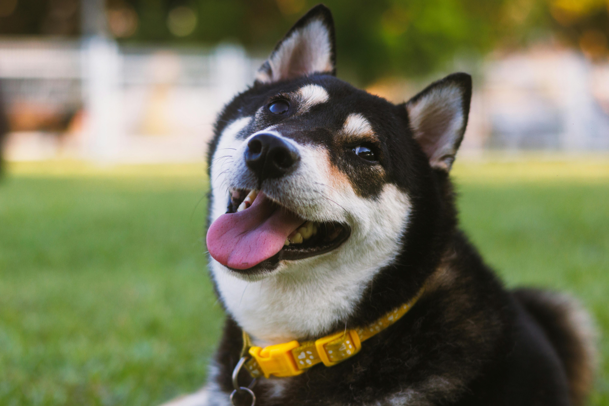 A Very happy looking Husky dog laying in grass