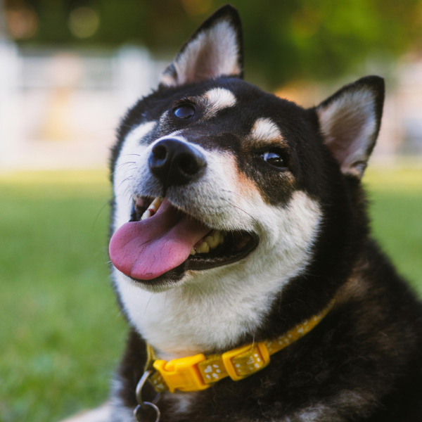 A Very happy looking Husky dog laying in grass