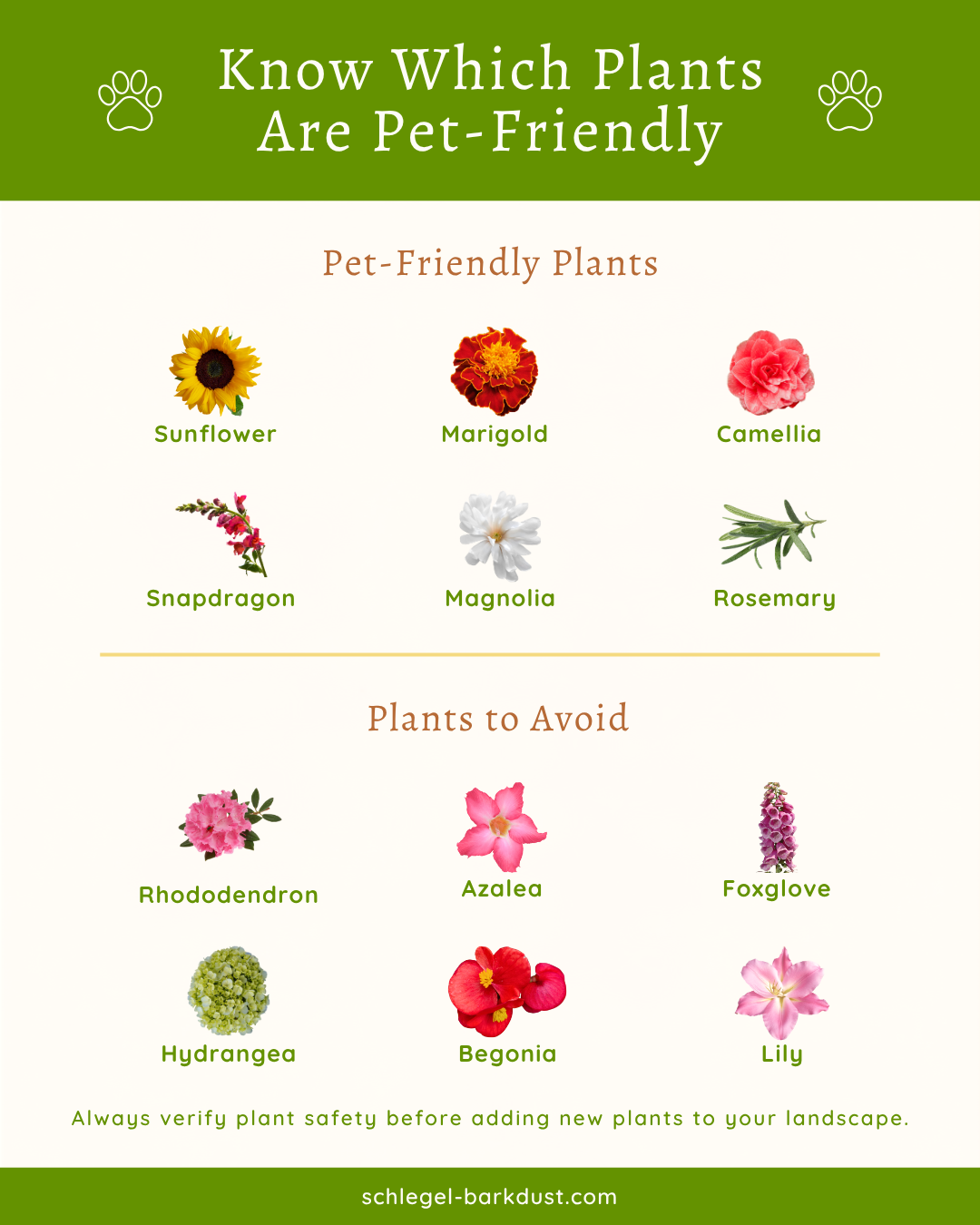 An infographic showing which plants are pet friendly and which ones are potentially toxic