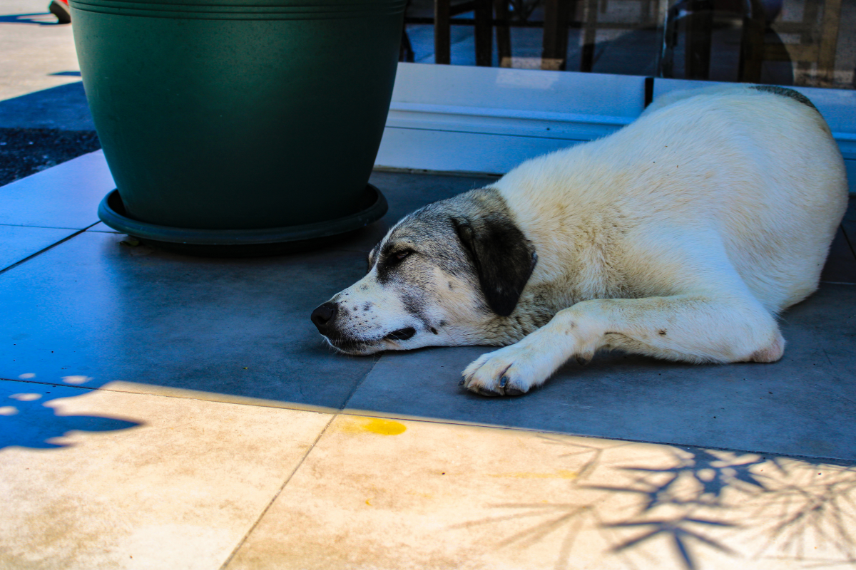 A dog laying comfortably in the shade on a patio