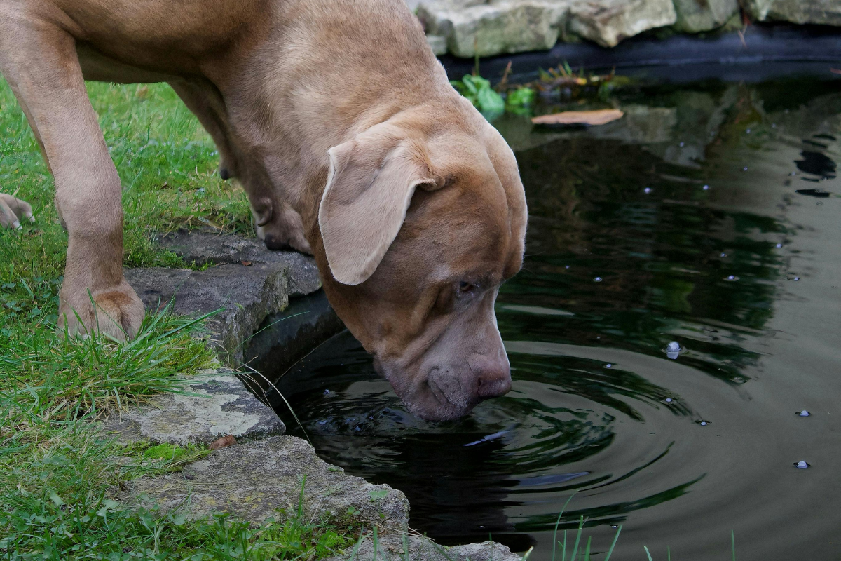 A dog drinking from a small pond water feature in a back yard