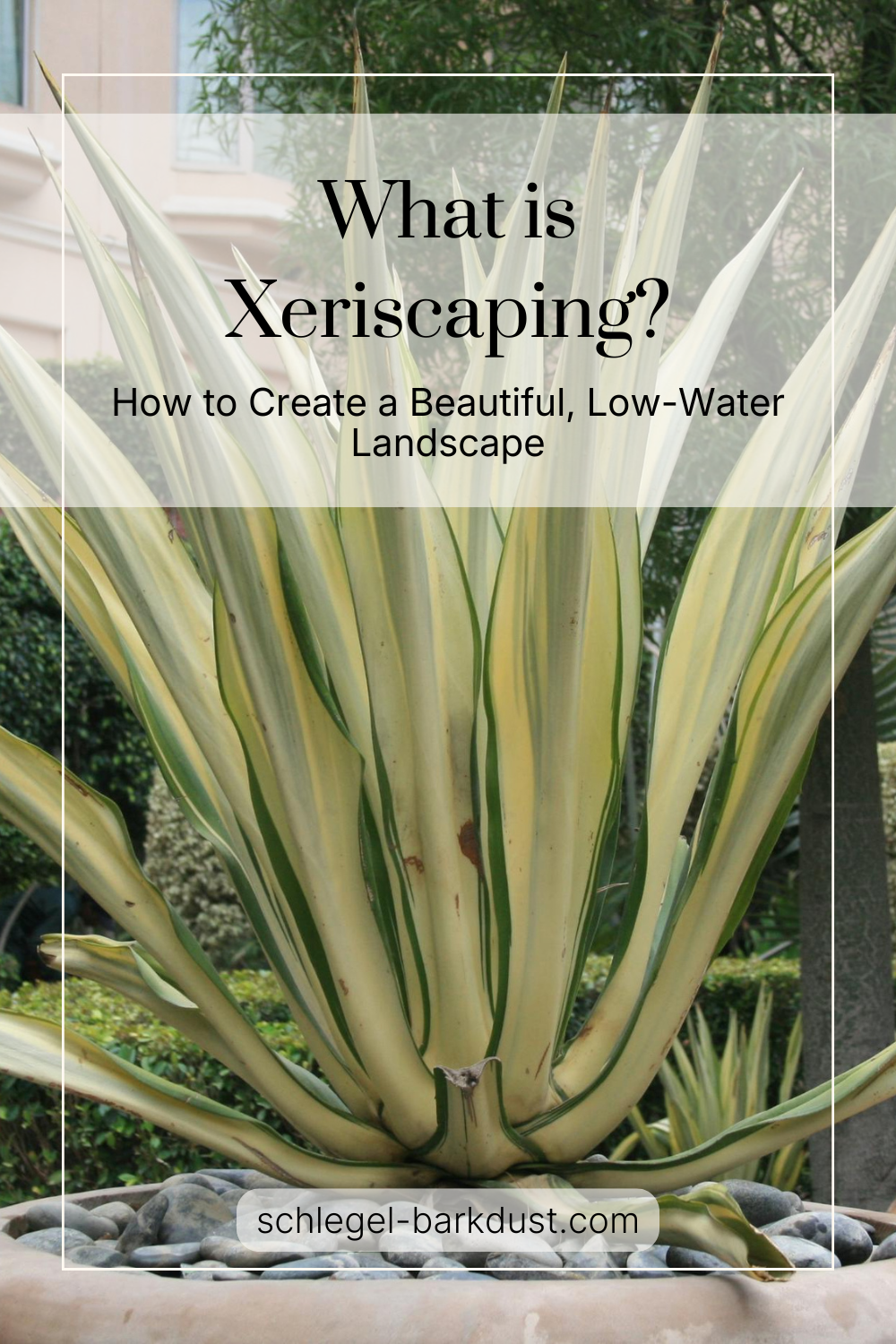 A large agave plant with a text overlay that reads "What Is Xeriscaping? How to Create a Beautiful, Low-Water Landscape"
