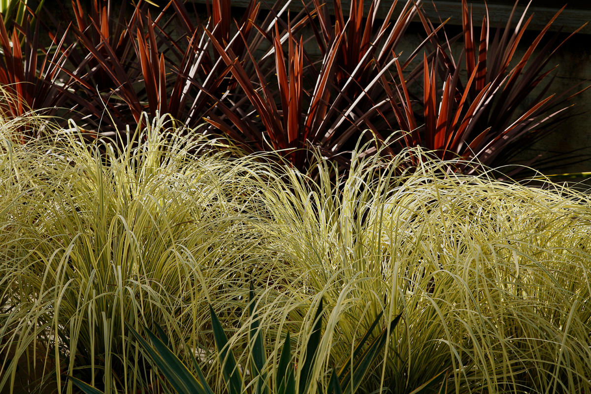 Colorful ornamental grasses in a xeriscaped yard