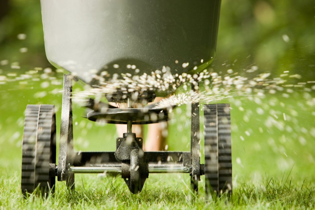 A person uses a lawn spreader to apply sulfur to a lawn.