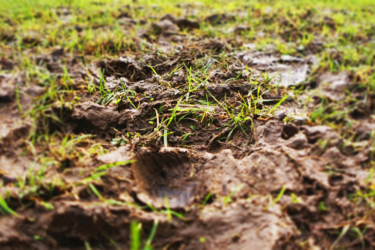A muddy yard with water logged grass
